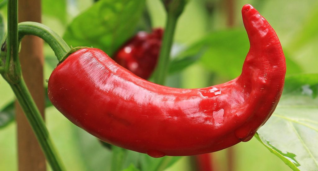 Zdrowotne właściwości papryczek chilli